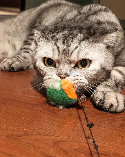 Кот Ники. Фото Скриншот Instagram/famousniki