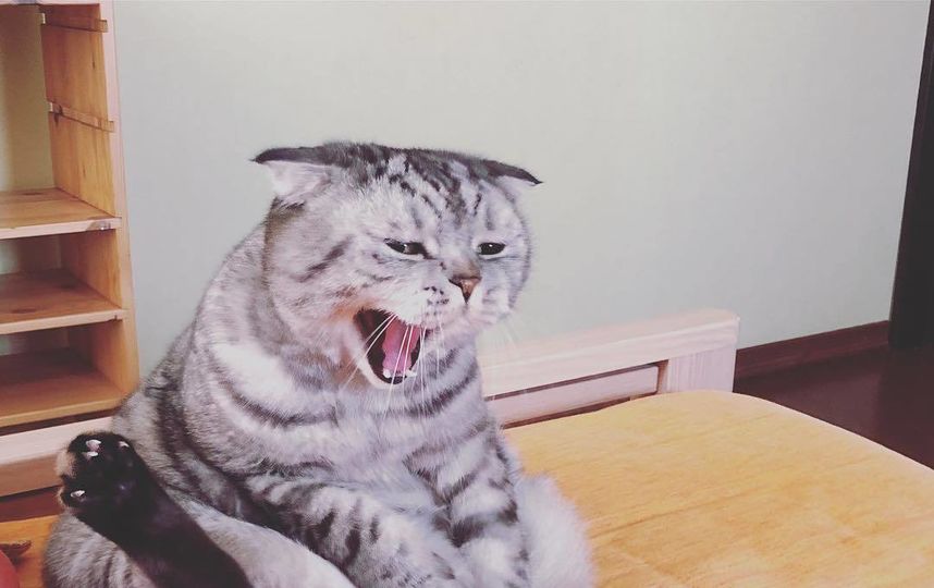 Кот Ники. Фото Скриншот Instagram/famousniki