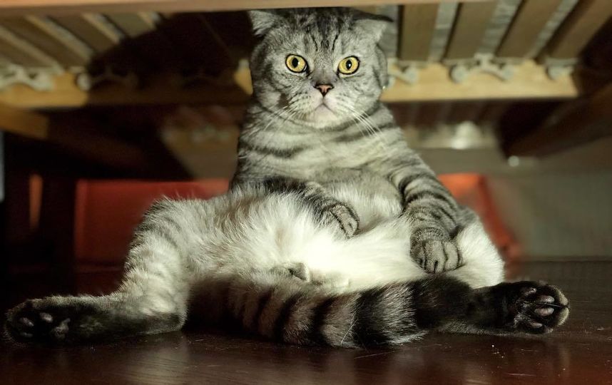 Кот Ники. Фото Скриншот Instagram/famousniki