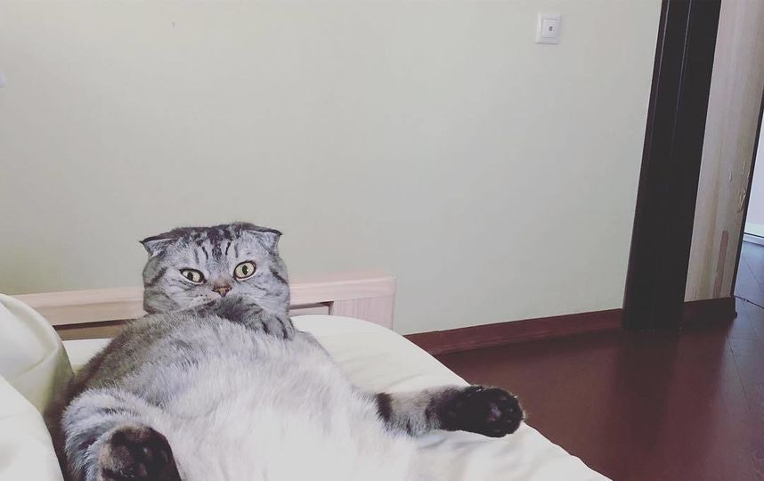 Кот Ники. Фото Скриншот Instagram/famousniki