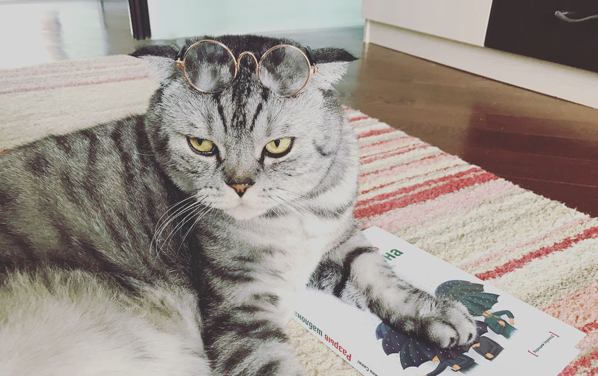 Кот Ники. Фото Скриншот Instagram/famousniki