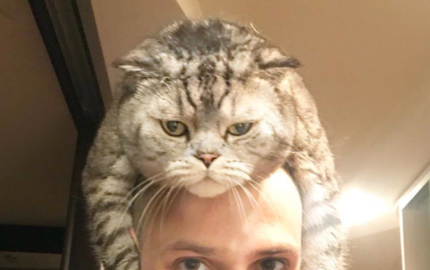 Кот Ники. Фото Скриншот Instagram/famousniki