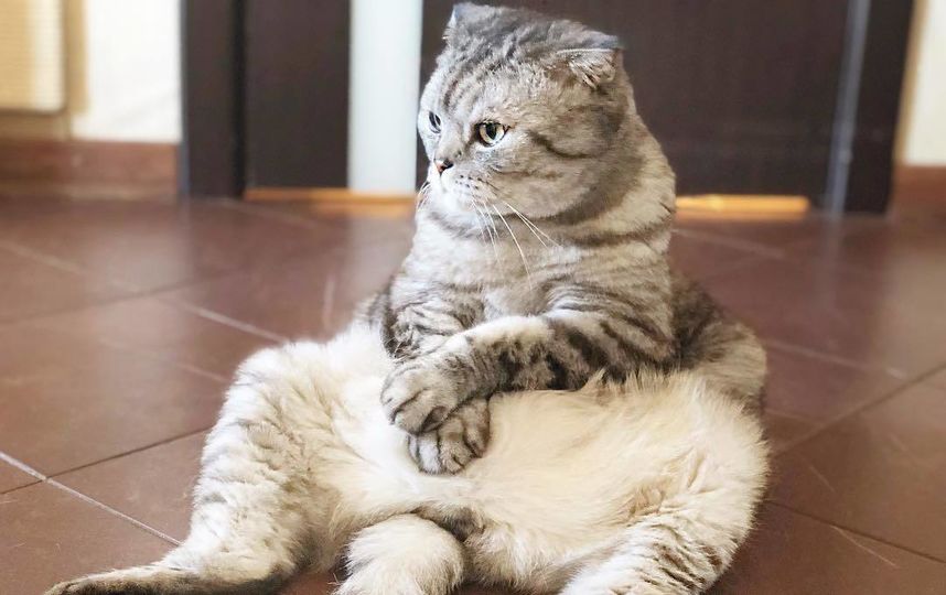 Кот Ники. Фото Скриншот Instagram/famousniki