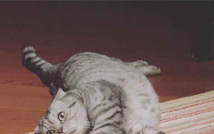 Кот Ники. Фото Скриншот Instagram/famousniki