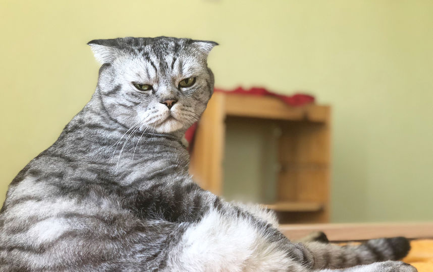 Кот Ники. Фото Скриншот Instagram/famousniki