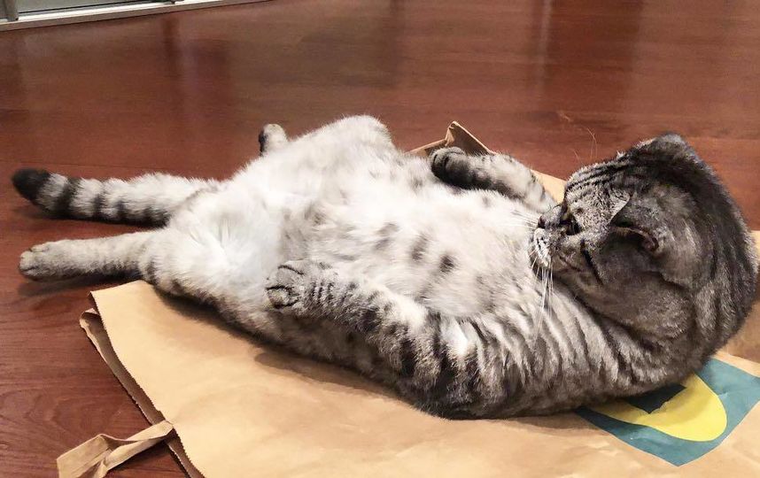 Кот Ники. Фото Скриншот Instagram/famousniki