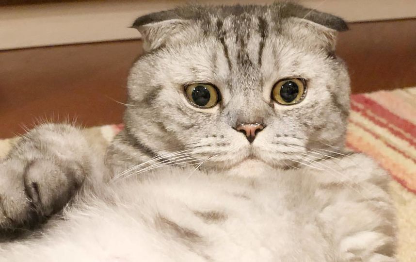 Кот Ники. Фото Скриншот Instagram/famousniki