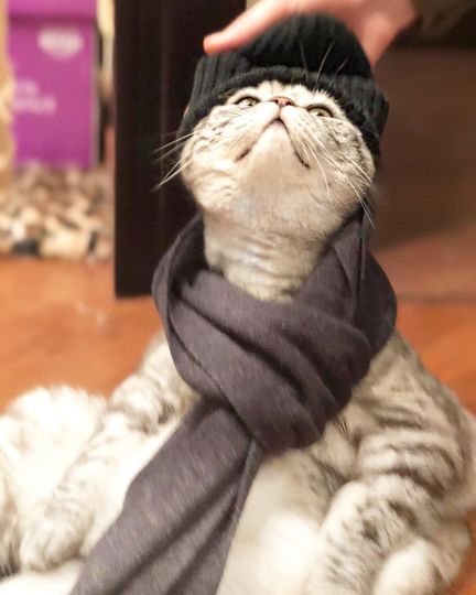 Кот Ники. Фото Скриншот Instagram/famousniki