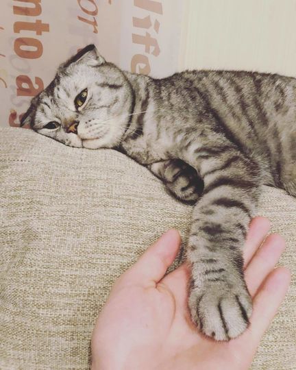 Кот Ники. Фото Скриншот Instagram/famousniki