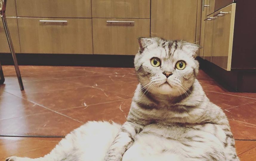 Кот Ники. Фото Скриншот Instagram/famousniki