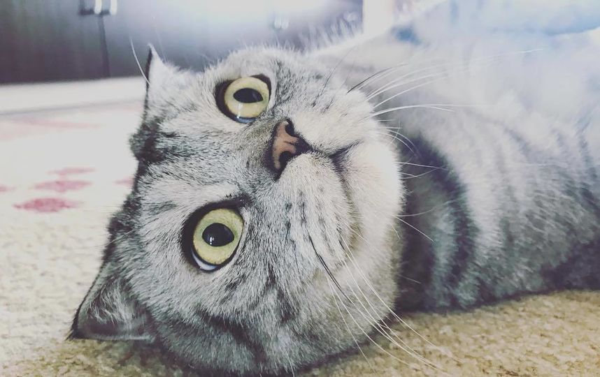 Кот Ники. Фото Скриншот Instagram/famousniki