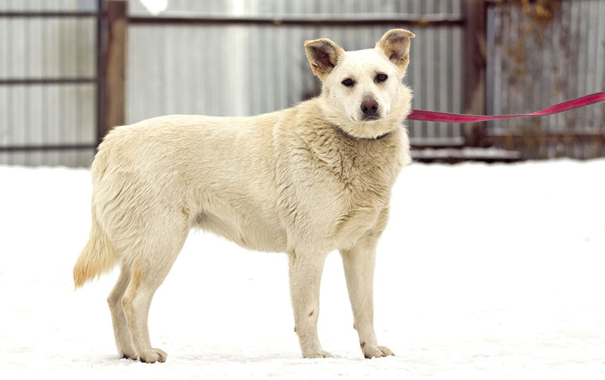 Дебра, 3 года. Если вы хотите забрать её домой, напишите в Instagram @dobriy_mir. Фото Виктория Вилковыская
