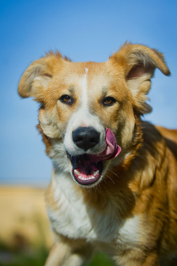 Майя, 8 месяцев. Если вы хотите забрать её домой, напишите в Instagram @dobriy_mir. Фото Виктория Вилковыская