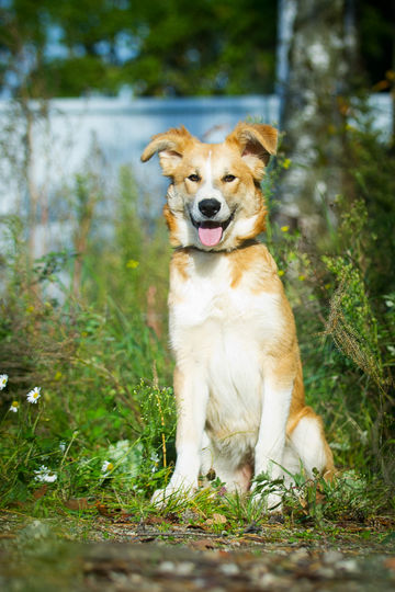 Майя, 8 месяцев. Если вы хотите забрать её домой, напишите в Instagram @dobriy_mir. Фото Виктория Вилковыская