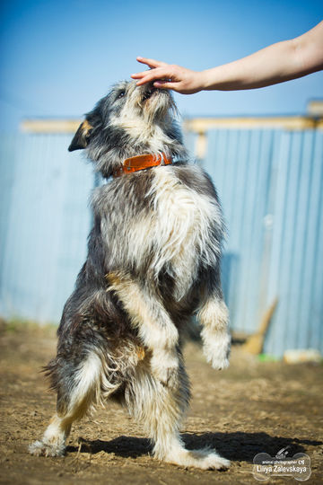 Дживс, 3 года. Если вы хотите забрать его домой, напишите в Instagram @dobriy_mir. Фото Виктория Вилковыская