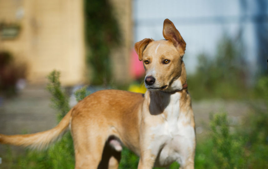 Урри, 2 года. Если вы хотите забрать его домой, напишите в Instagram @dobriy_mir. Фото Виктория Вилковыская