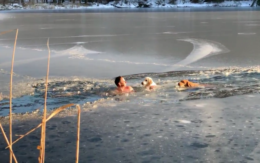 Спасение лабрадоров. Фото Скриншот видео/Тимофей Юрьев/CVJTF Group