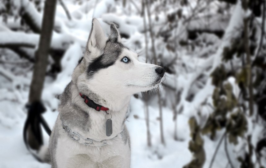 Сибирская хаски. Фото Pixabay