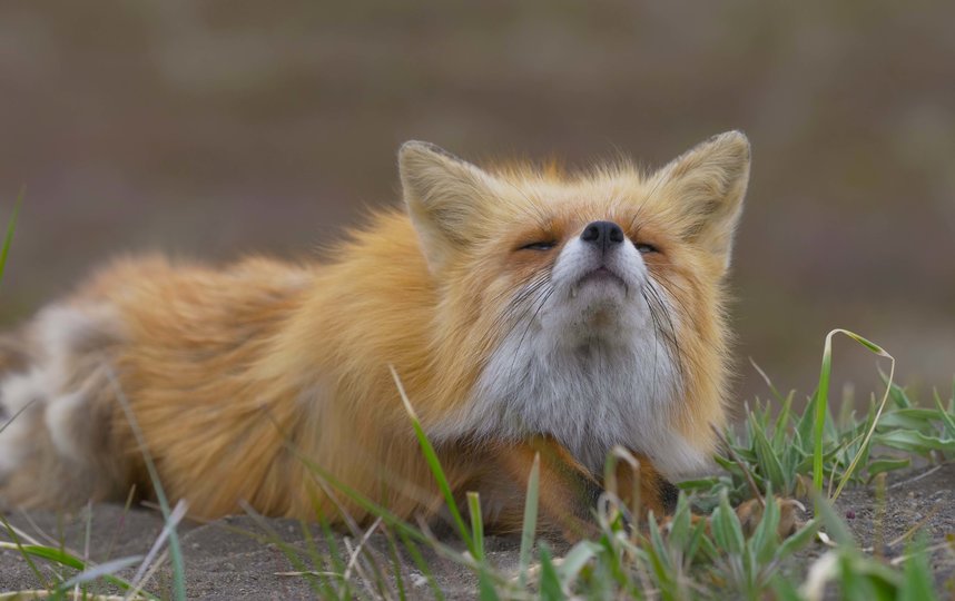 Пенелопа любит нежиться на солнце. Фото Дмитрий Шпиленок