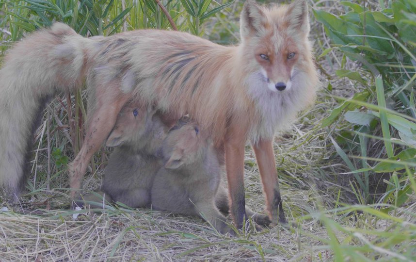 исье семейство, за которым сейчас следят скрытые телекамеры, состоит из взрослой лисы (4–5 лет), её молодого мужа и четверых лисят. Фото Дмитрий Шпиленок