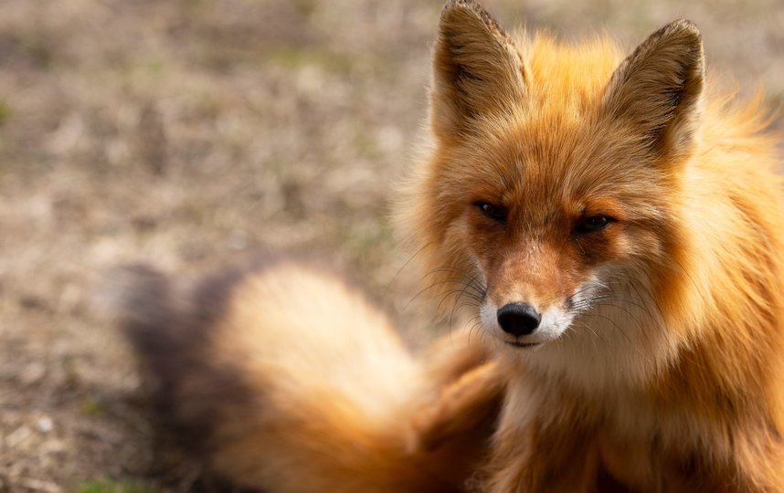 Пенелопа любит нежиться на солнце. Фото Дмитрий Шпиленок