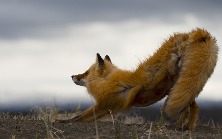 Пенелопа любит нежиться на солнце. Фото Анна Сухова