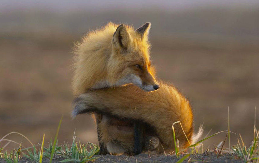 Необычное семейство лис расскажет о Камчатке