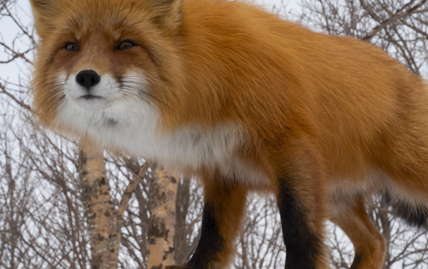 исье семейство, за которым сейчас следят скрытые телекамеры, состоит из взрослой лисы (4–5 лет), её молодого мужа и четверых лисят. Фото Анна Сухова