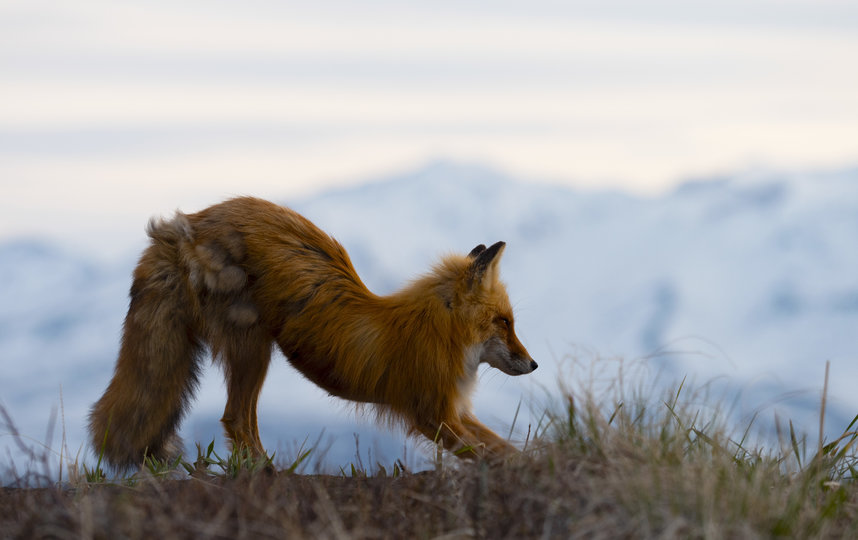исье семейство, за которым сейчас следят скрытые телекамеры, состоит из взрослой лисы (4–5 лет), её молодого мужа и четверых лисят. Фото Анна Сухова