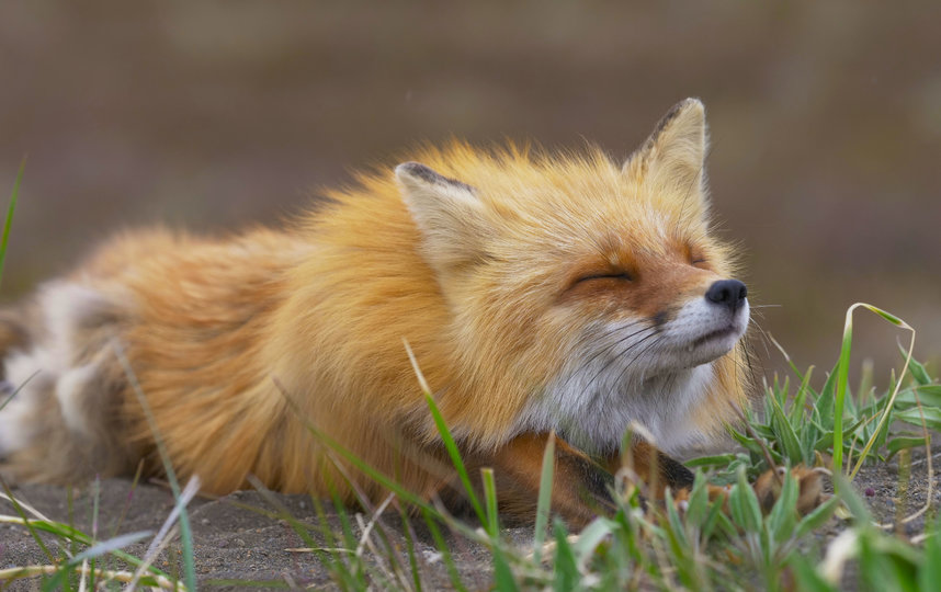 Пенелопа любит нежиться на солнце. Фото Анна Сухова