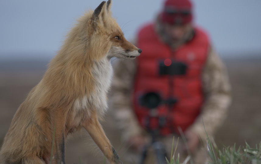 Жизнь лис полна опасностей и "приключений". Фото Анна Сухова