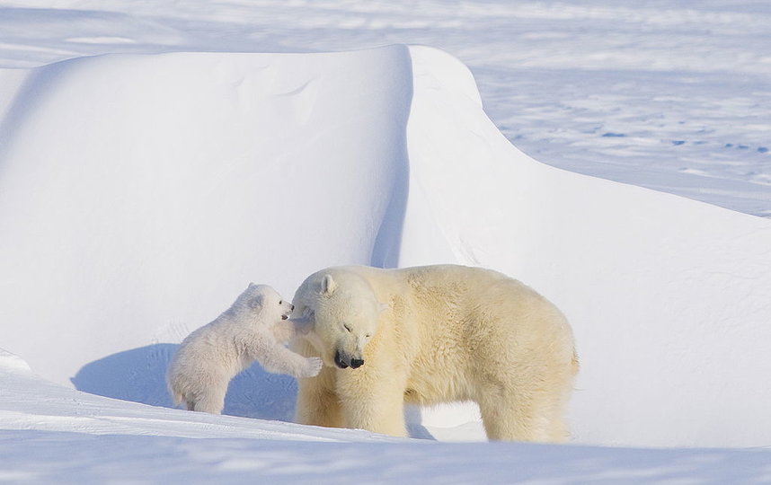 Подсчёт белых медведей в российской Арктике начнётся летом. Фото Getty