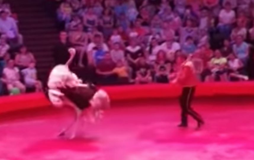 Страус напал на зрителей в Казанском цирке. Видео