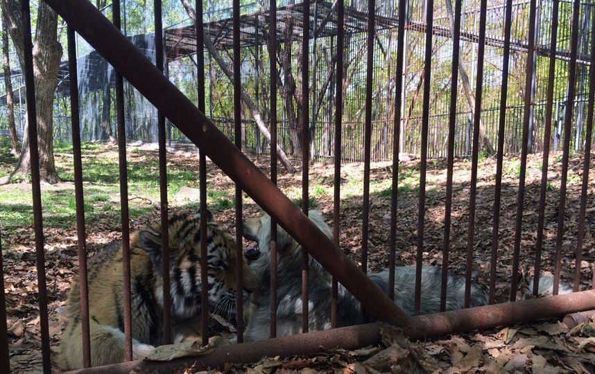 Тигрёнок Шер-Хан и дворняжка Табаки. Фото Зинаида Мишина.