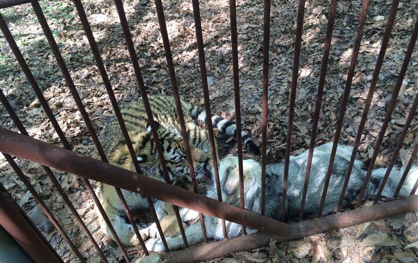 Тигрёнок Шер-Хан и дворняжка Табаки. Фото Зинаида Мишина.