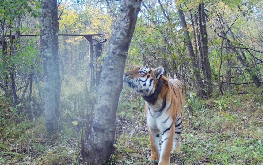 Тигр Боря нашёл себе подружку