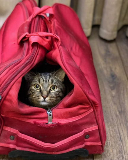 Михаил Галин и кот Виктор. Фото скриншот instagram @mikhail_galin