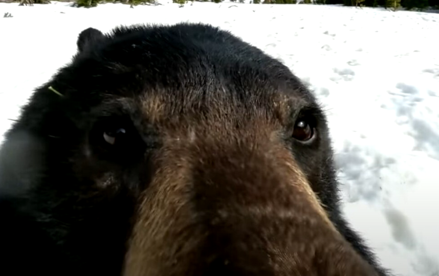 Скриншот youtube-канала viralhog.