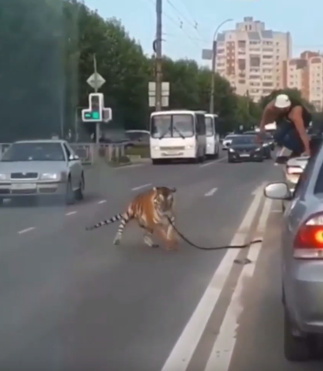 Установлен владелец тигра, выбежавшего на дорогу в Иваново