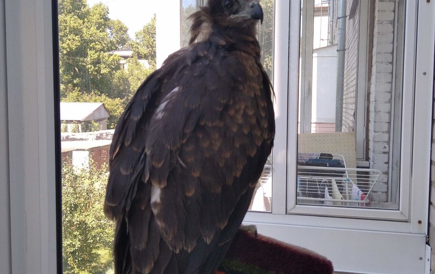 Спасённый коршун. Фото предоставили герои публикации.