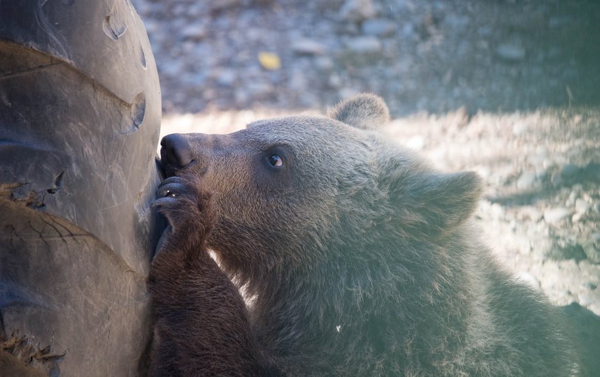 В Алтайском крае в голосовании по Конституции принял участие медвежонок