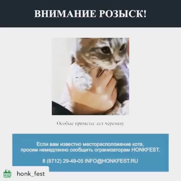 Кота планируют пригласить на фестиваль в Грозном. Фото скриншот https://www.instagram.com/p/B8bYCI2HP5c/