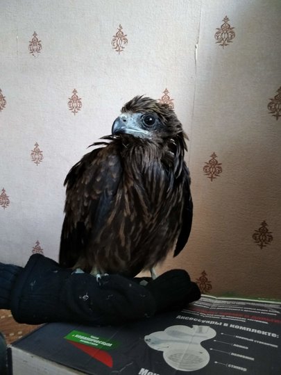 Спасённый коршун. Фото предоставили герои публикации.