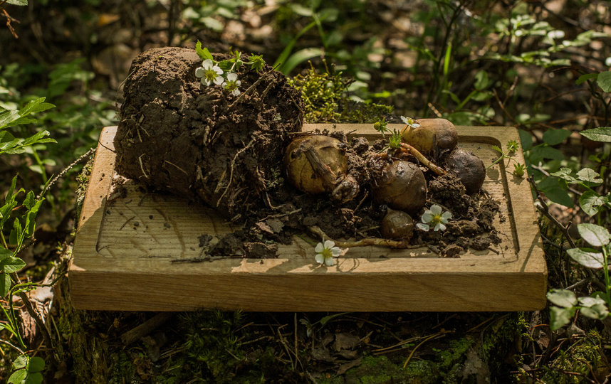 Клубни чернозёма. Фото Дмитрий Сухамеро | предоставлено организаторами