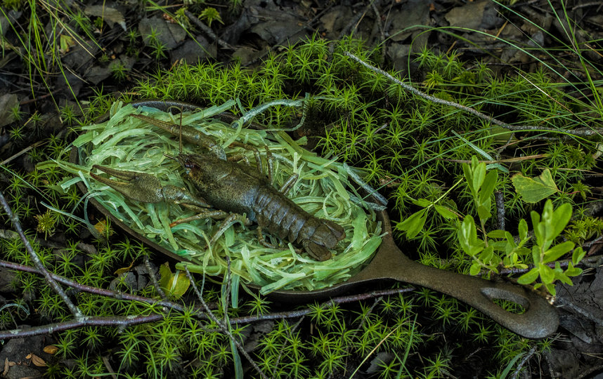 Паста из водорослей с живым раком. Фото Дмитрий Сухамеро | предоставлено организаторами
