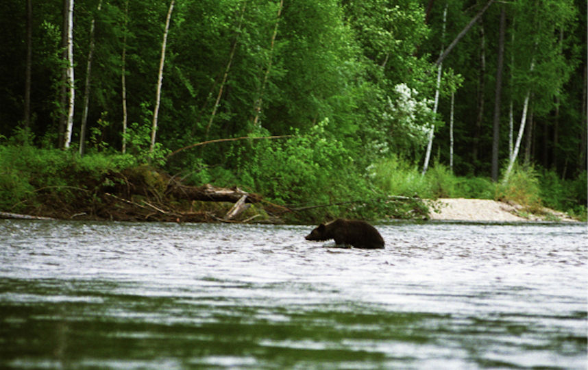 В Хабаровском крае пенсионерка сутки отпугивала из трясины медведя