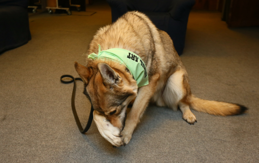 Джин – звезда спектакля "Лавр" и сериала "Джульбарс". Фото Василий Кузьмичёнок