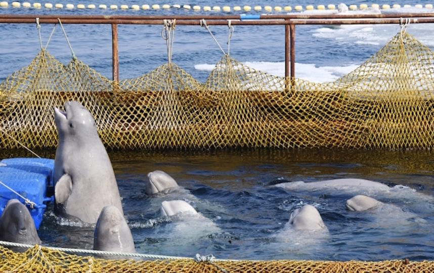 "Китовая тюрьма", бухта Средняя. Фото РИА Новости