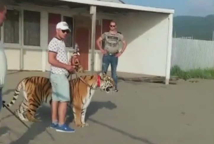 Тигр гулят по пляжу в Находке. Фото Скриншот Youtube