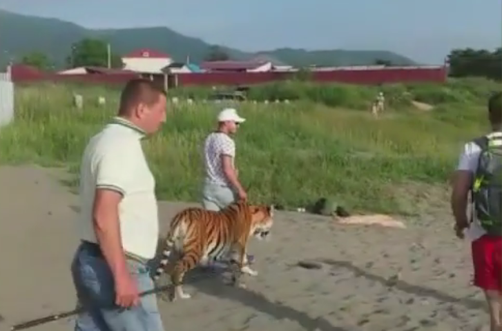 Тигр гулят по пляжу в Находке. Фото Скриншот Youtube